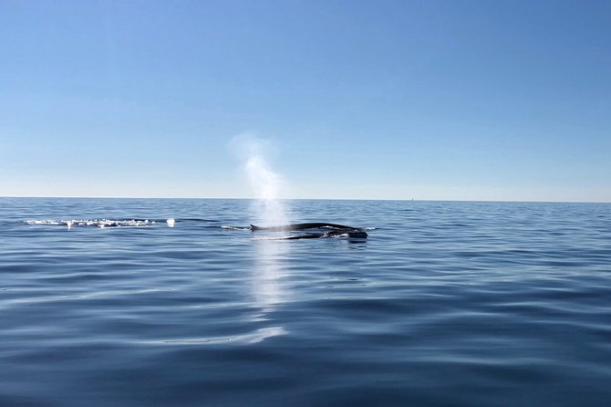 Small Group Dolphin and Wildlife Watching Tour in Faro - Guides who explain what you see