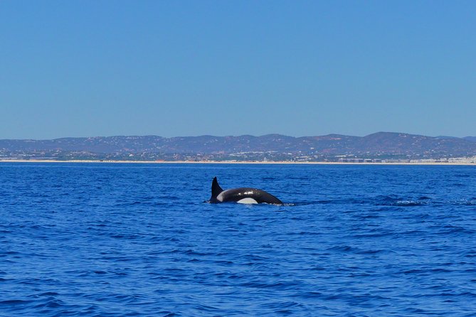 Small Group Dolphin and Wildlife Watching Tour in Faro - How much value do you get for $66.51?