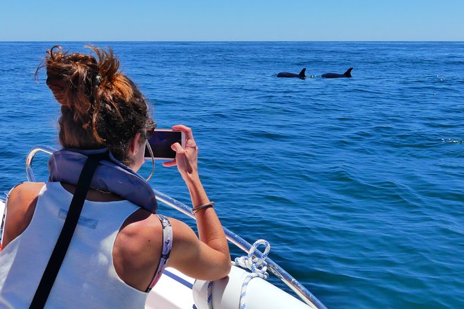 Small Group Dolphin and Wildlife Watching Tour in Faro - Timing, weather, and cancellation rules