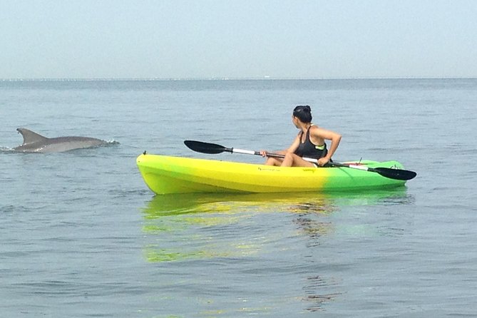 Small Group Dolphin Kayak Eco-Tour - What the two-hour dolphin kayak tour is really like