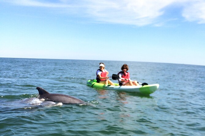 Small Group Dolphin Kayak Eco-Tour - How the guides shape the experience
