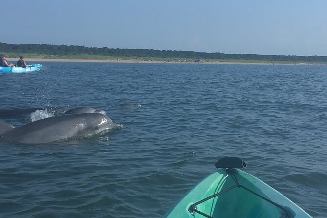 Small Group Dolphin Kayak Eco-Tour - My call: book it if you want nature, not certainty