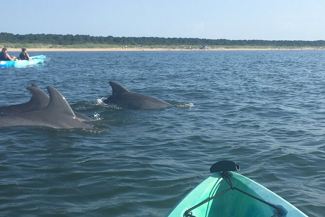 Small Group Dolphin Kayak Eco-Tour - Why wild bottlenose dolphins make this more than a photo stop
