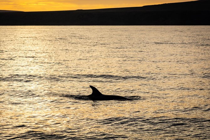 Small Group Dolphin Sunset Tour on Electric Catamaran Lanzarote - How the dolphin search works
