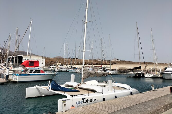 Small Group Dolphin Sunset Tour on Electric Catamaran Lanzarote - The crew and the marine-life talk
