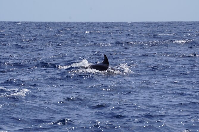 Small Group Dolphin Sunset Tour on Electric Sailing Boat Denia - Is $90.31 a fair price?