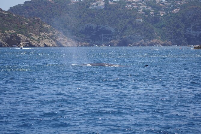 Small Group Dolphin Sunset Tour on Electric Sailing Boat Denia - Who will enjoy this Denia boat trip?