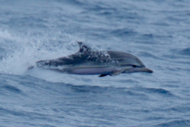 Small Group Dolphin Sunset Tour on Electric Sailing Boat Denia - Timing, weather, and cancellation advice