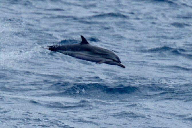 Small Group Dolphin Sunset Tour on Electric Sailing Boat Denia - Should you book the small-group electric sailing tour?