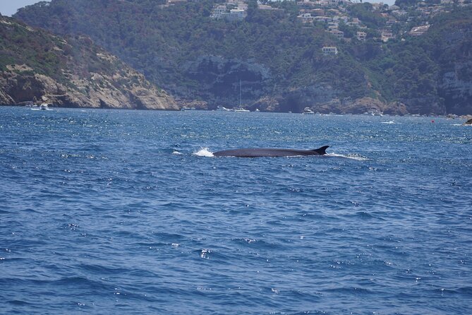 Small Group Dolphin Sunset Tour on Electric Sailing Boat Denia - Cabo de San Antonio, the tour’s real attraction