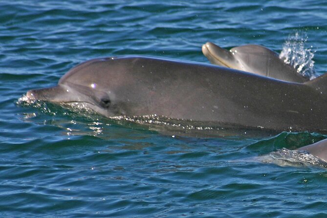 Small Group Port Stephens + Dolphins + 4WD/sandboarding ex Sydney - Lunch beside D’Albora Marinas