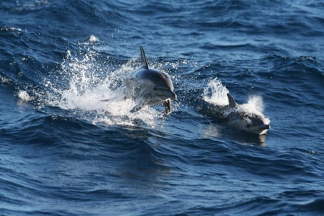 Small Group Port Stephens + Dolphins + 4WD/sandboarding ex Sydney - Nelson Bay and the search for dolphins