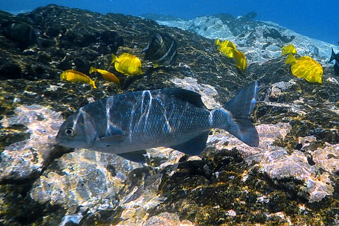 Small-Group Snorkel at Kealakekua Bay in Captain Cook, Big Island - Is $109 a fair price?