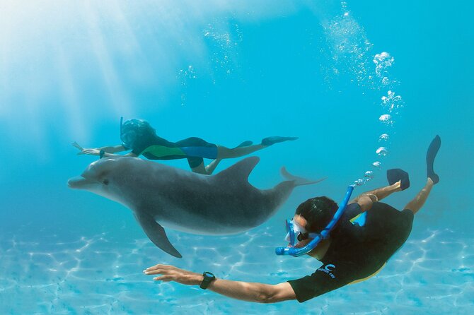 Snorkel at The Dolphin House Adventure In Hurghada - A full Red Sea day from Hurghada