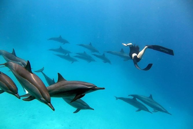 Snorkel at The Dolphin House Adventure In Hurghada - Setting out at 8:00 am