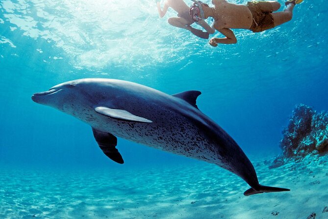 Snorkel at The Dolphin House Adventure In Hurghada - The boat, group size, and pace