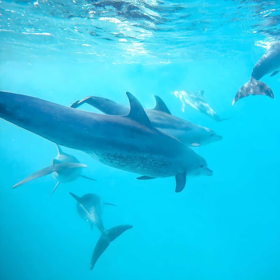 Snorkel Mnemba’s Reefs & Swim with Dolphins Adventure - Key points at a glance
