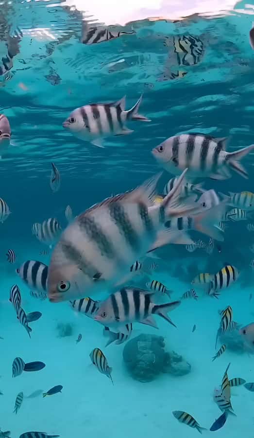Snorkel Mnemba’s Reefs & Swim with Dolphins Adventure - Timing, conditions, and the crowd question