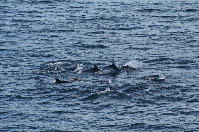 Snorkel with Dolphins, Lunch on Benitiers island, Speedboat - Crystal Rock and a second chance to swim