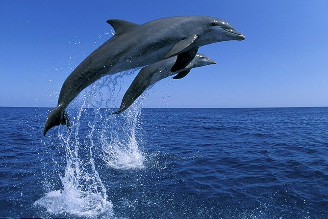 Snorkel with Dolphins, Lunch on Benitiers island, Speedboat - Three relaxed hours on Ile aux Benitiers