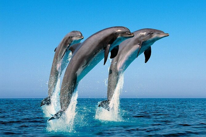 Snorkel with Dolphins, Lunch on Benitiers island, Speedboat - Mountain views and a touch of Mauritian history