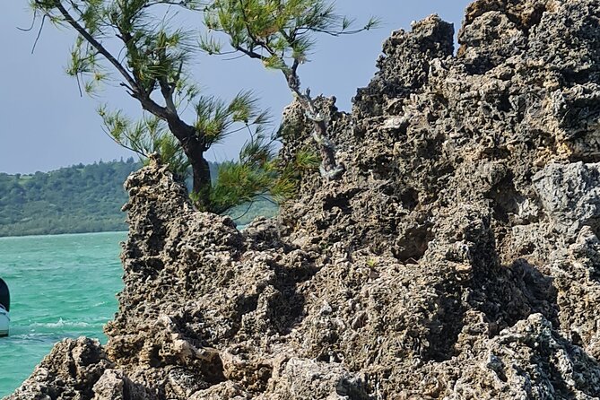 Snorkel with Dolphins, Lunch on Benitiers island, Speedboat - Who should book it, and who should think twice
