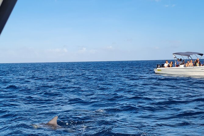 Snorkel with Dolphins, Lunch on Benitiers island, Speedboat - Early hours in Tamarin Bay