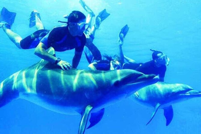 Snorkeling Adventure at Dolphin House Reef & Transfers-Marsa Alam - Key points at a glance