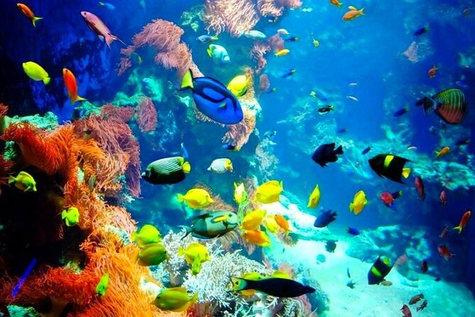 Snorkeling Adventure at Dolphin House Reef & Transfers-Marsa Alam - Lunch, fruit, and time between swims