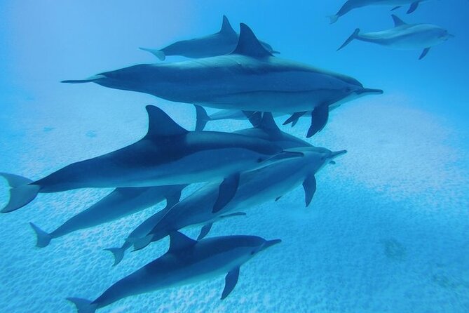 Snorkeling Adventure at Dolphin House Reef & Transfers-Marsa Alam - The long return and overall rhythm