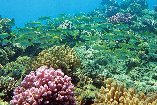 Snorkeling Adventure at Dolphin House Reef & Transfers-Marsa Alam - What the $55 price includes