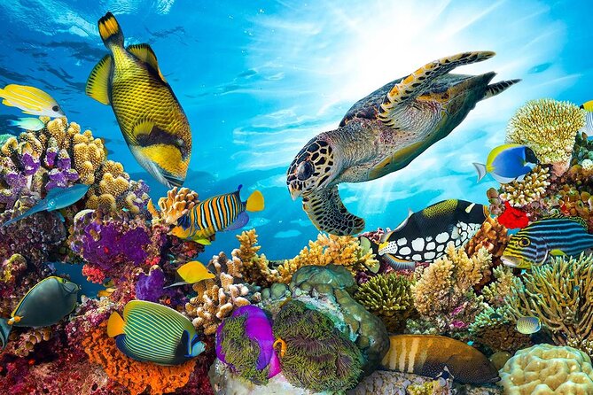 Snorkeling Adventure at Dolphin House Reef & Transfers-Marsa Alam - Who will enjoy this boat trip most