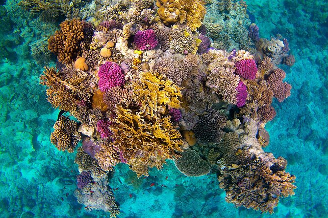 Snorkeling Adventure at Dolphin House Reef & Transfers-Marsa Alam - Practical tips for a smoother day