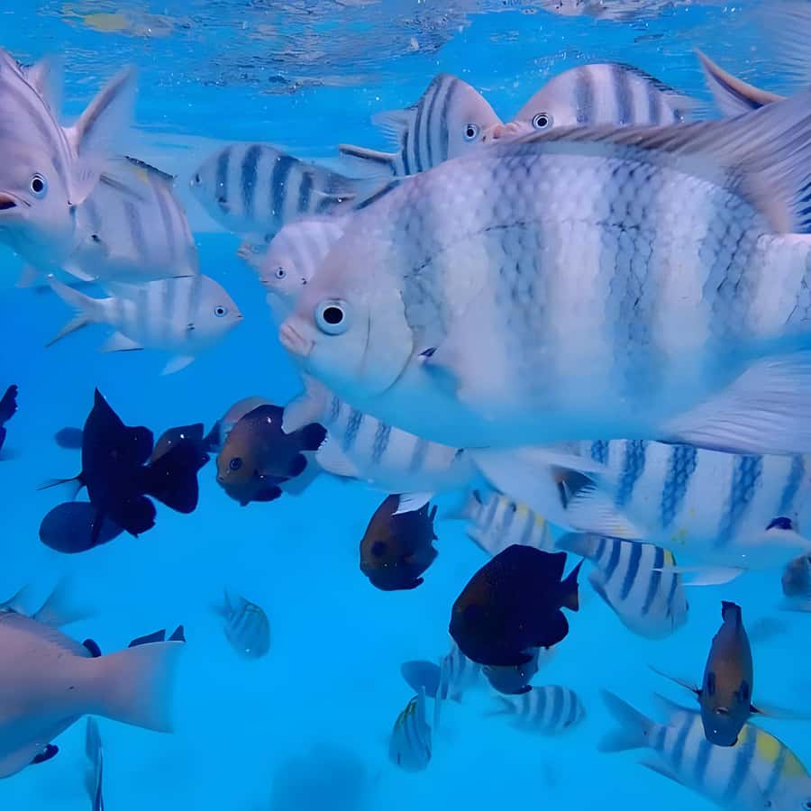 Snorkeling and swimming with dolphins in mnemba island - Key points to know before you book