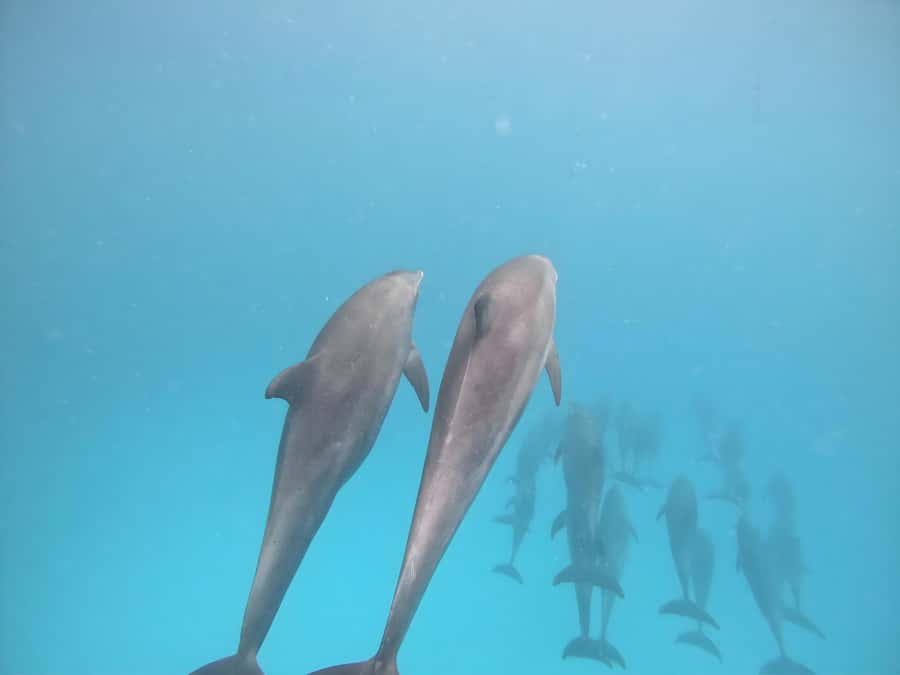 Snorkeling and swimming with dolphins in mnemba island - Timing, crowds, and the shape of the day