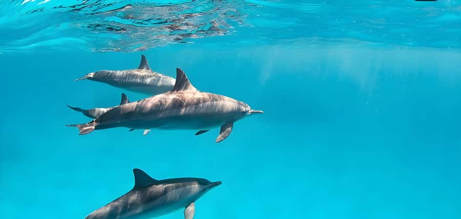 Snorkeling and swimming with dolphins in mnemba island - Starting from Muyuni Beach or Nungwi