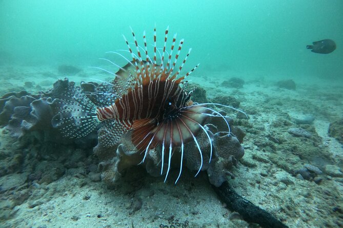 Snorkeling at Dimaniyat Islands and Dolphin Watching - The snorkeling stops and what you may see