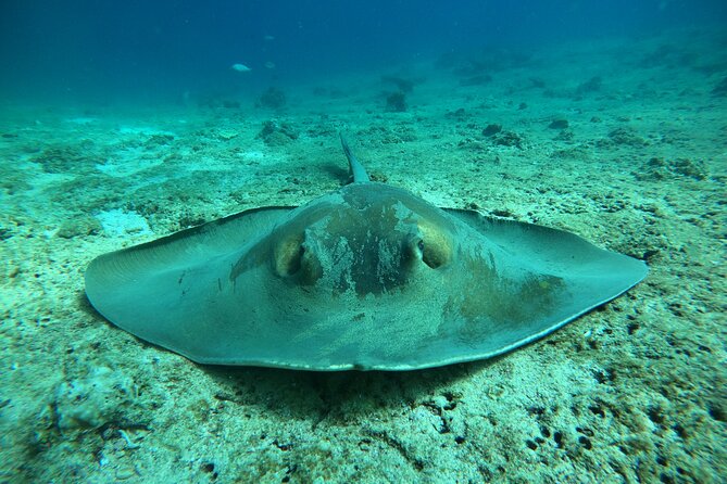 Snorkeling at Dimaniyat Islands and Dolphin Watching - A close look at the guides and service