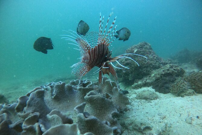Snorkeling at Dimaniyat Islands and Dolphin Watching - Who should book this boat trip?