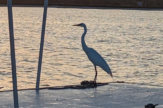 Snorkeling, Dolphin and Wildlife Sightings at St. Andrews Bay - Is $350 a good price for two hours?