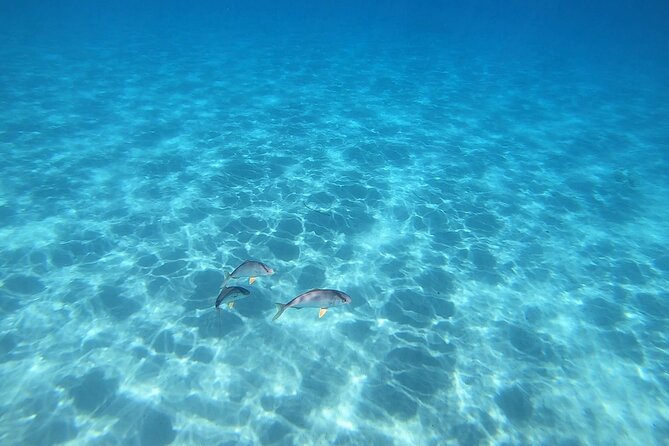 Snorkeling Experience to discover the dolphin inside you! - The value of the $46.10 price
