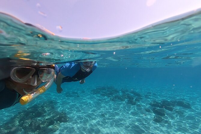 Snorkeling Experience to discover the dolphin inside you! - Weather, timing, and what can change