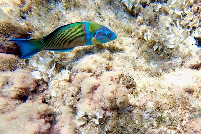 Snorkeling Experience to discover the dolphin inside you! - Who will enjoy this most