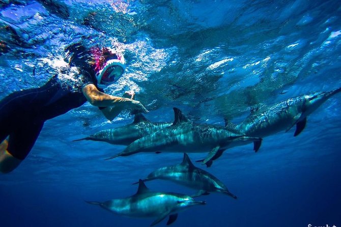 Snorkeling Trip At Satayh Dolphin Reef - Key things to know before booking