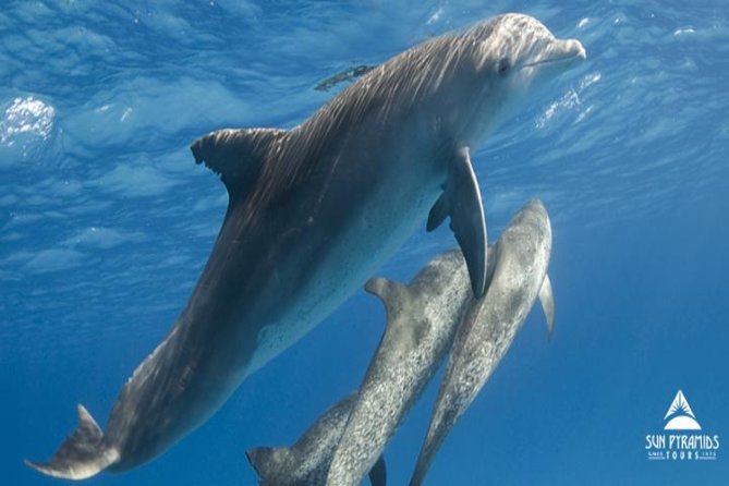 Snorkeling Trip At Satayh Dolphin Reef - Why Satayh is worth the long ride