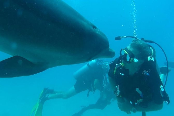 Snorkeling Trip At Satayh Dolphin Reef - The 6:00 am pickup from Marsa Alam