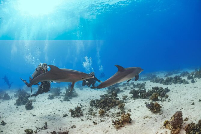 Snorkeling with Dolphins at Dolphin House Boat Trip in Hurghada - What the $18.99 Hurghada boat trip really includes
