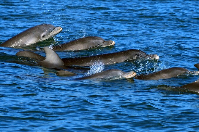 Snorkeling with Dolphins at Dolphin House Boat Trip in Hurghada - Hotel pickup and the morning trip to sea