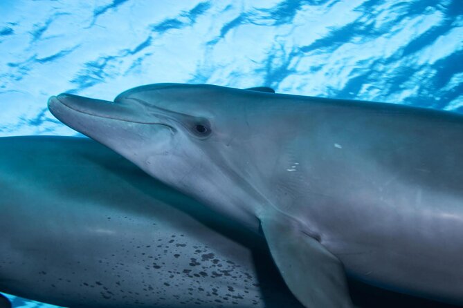 Snorkeling with Dolphins at Dolphin House Boat Trip in Hurghada - The ride toward Dolphin House