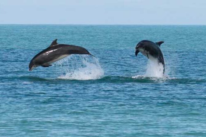 Snorkeling with Dolphins & Lunch In Sataya Reefs From Marsa Alam - Key points to know before booking